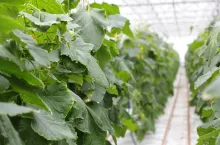 Rekordowy import ogórków do Polski. Kto został liderem?