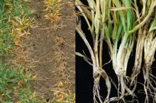 Stan ozimin na polu 2026