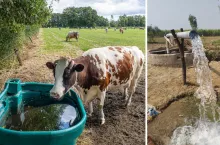 krowa pije wodę, studnia z wodą