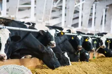 Ceny mleka w górę, ale krów będzie mniej. Co czeka rolników do 2035 r.?