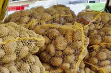 Polskie ziemniaki w workach