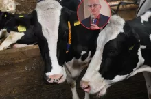 400 zł straty na krowie i nic nie widać. Hodowcy tracą na ”ukrytych” chorobach