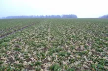 Ile siarki potrzebuje rzepak? Dawki i terminy nawożenia