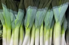 uprawa pora, por, rynek pora