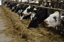 Inteligentne karmidło z Polski. Rolnik wie, która krowa, ile zjadła