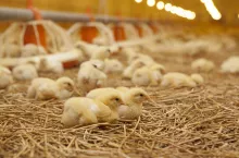 pisklęta w dużym kurniku w chowie ściólkowym