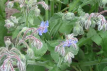 Ogórecznik – ziółko, które pachnie ogórkiem i efektownie wygląda