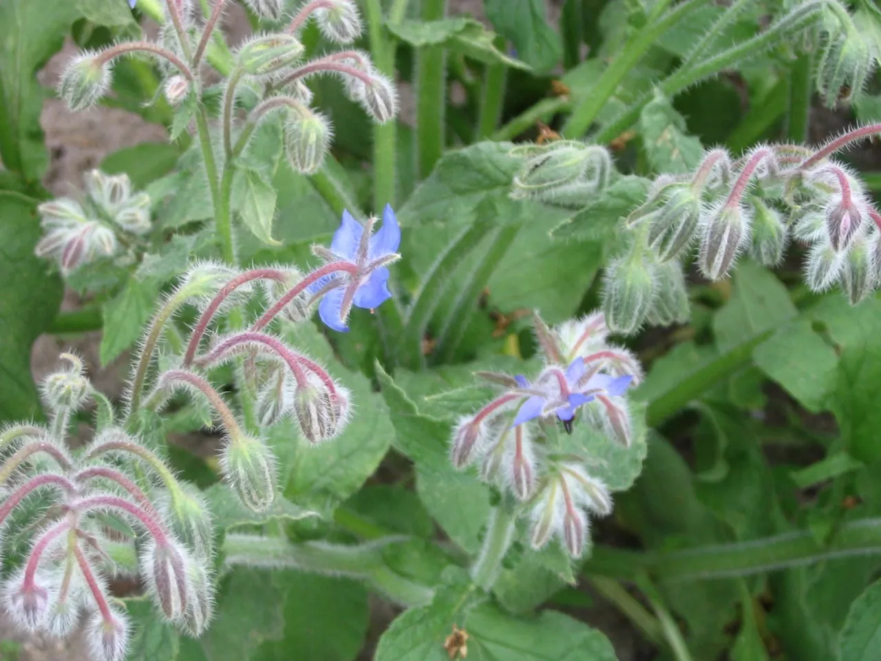 Ogórecznik – ziółko, które pachnie ogórkiem i efektownie wygląda