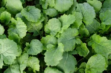 Autumn field with green plants of winter rapeseed, background, texture, top view. Young green rapeseed field, top view. Green rapeseed field, autumn, background from young plants, top view.