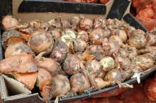 Importowana cebula. Kraj pochodzenia - Rosja 