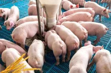 Kryzys na rynku rolnym