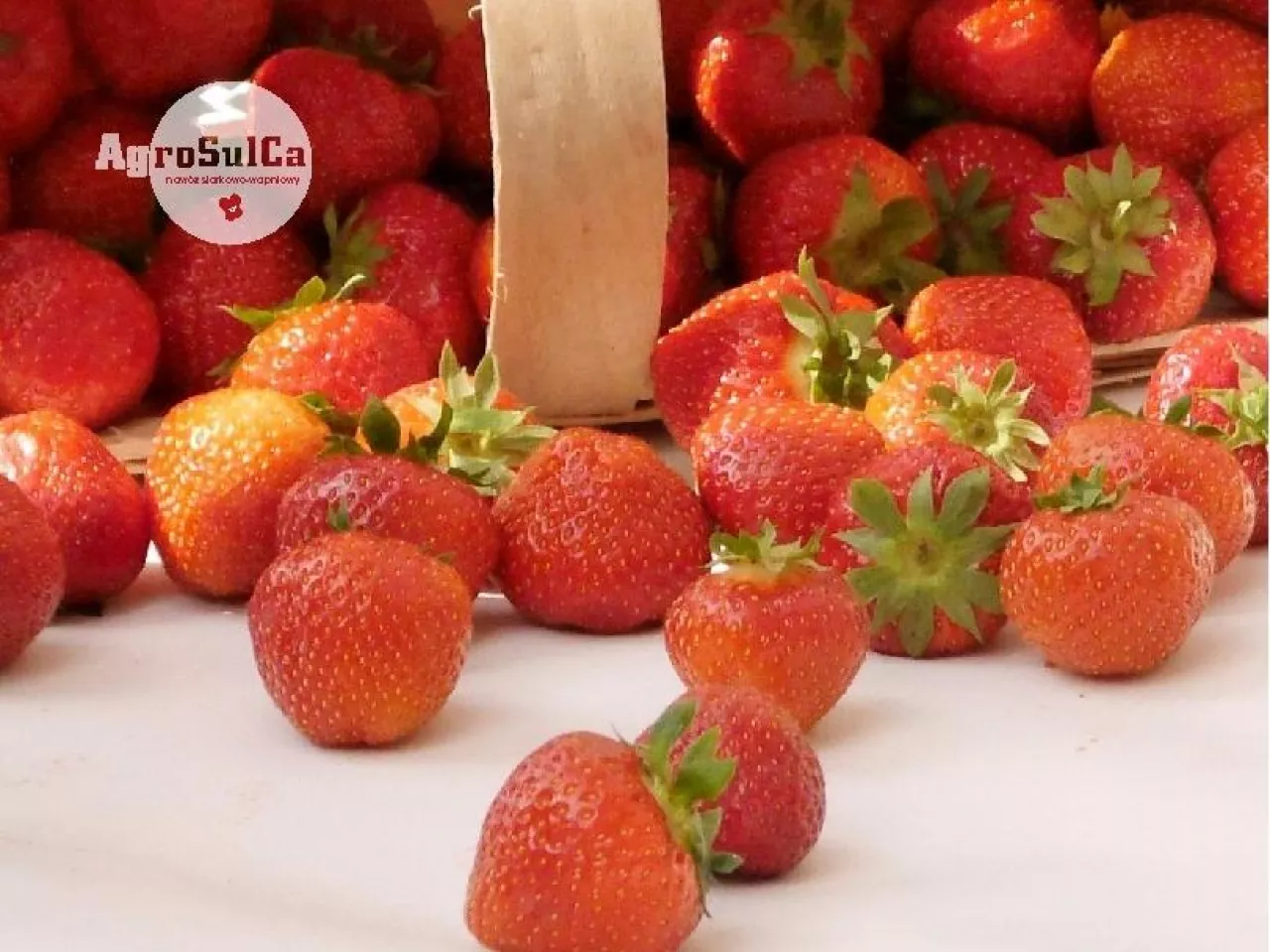 Jak poprawić jakość, trwałość i zdrowotność truskawek? Sprawdzone korzyści z wapniowo‑siarkowego nawożenia gleby