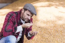 rolnik z ziarnem w dłoni, smutny