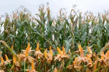 Duży udział kolb w plonie to więcej skrobi. Ważną cechą odmian kiszonkowych jest stay green pozwalający na zbiór dojrzałego ziarna przy odpowiednim poziomie wilgotnoości całych roślin