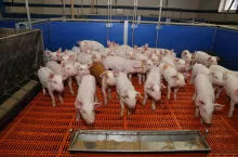 prosięta odsadzone, odchowalnia