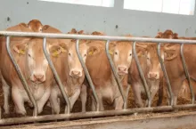 Jakie są ceny bydła?