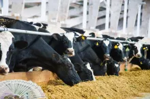 Ceny mleka w górę, ale krów będzie mniej. Co czeka rolników do 2035 r.?