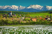 Majestatyczny wiosenny krajobraz wiejski z polem białych żonkili i wysokimi ośnieżonymi górami w tle. Kwieciste pola z górami, w pobliżu Sibiu, wieś Hosman, Transylwania, Rumunia, Europa