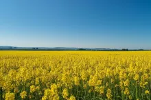 Wadliwe nasiona i straty w rzepaku. Jakie prawa ma rolnik wobec kontraktującego?