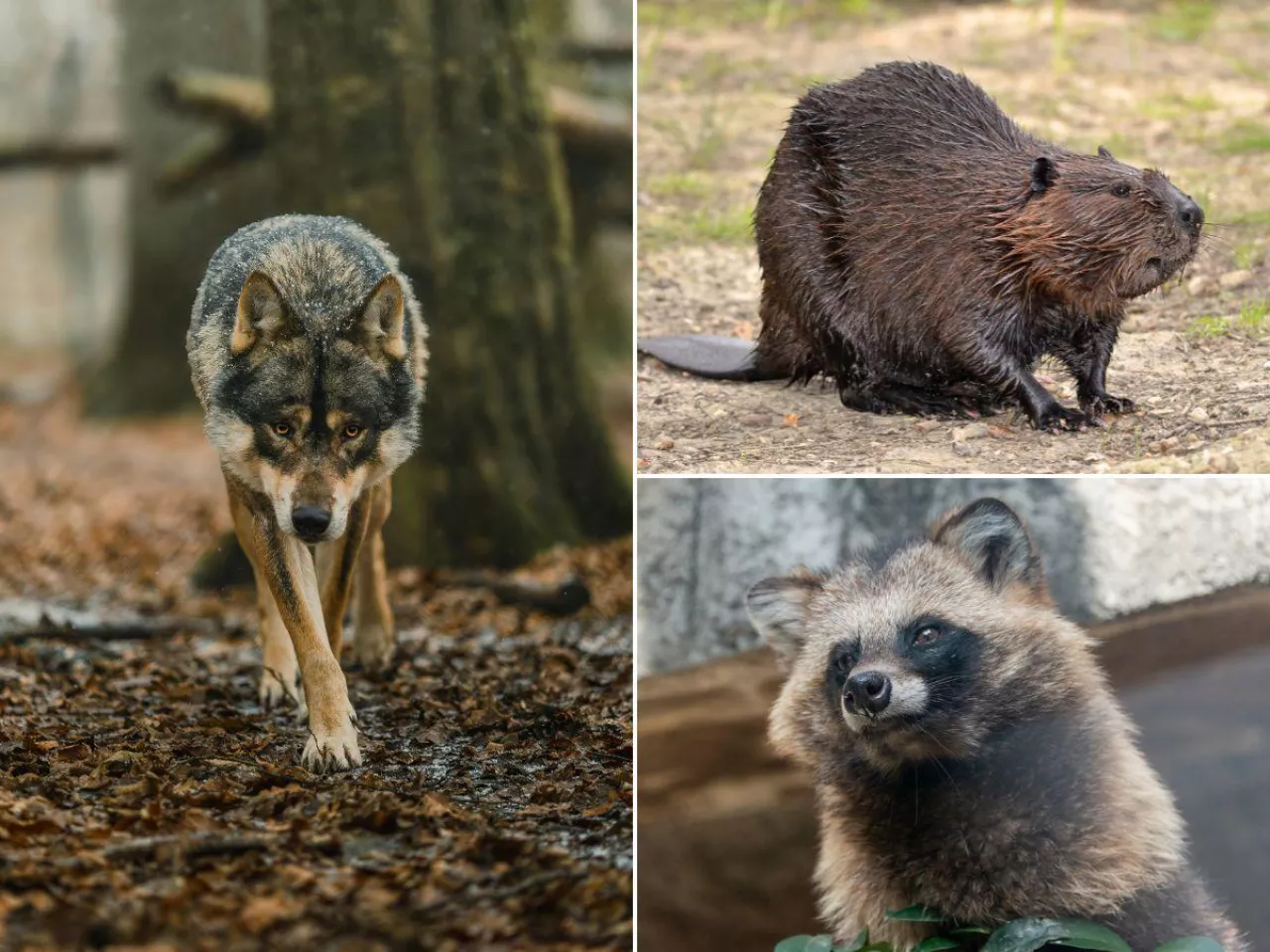 Nowy wpis w IRZplus? Rolnicy chcą ujawnić skalę problemu