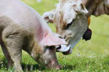 Zabierają rolnikom bydło i świnie. Czas na pilną zmianę prawa