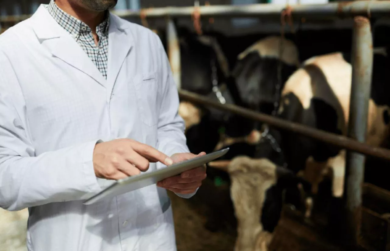 Weterynarz w gospodarstwie hodującym bydło sprawdza papiery
