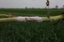 Zgnilizna twardzikowa - objawy na zewnątrz łodygi rzepaku 