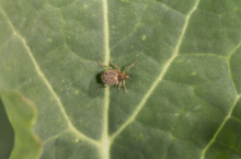 Chowacz czterozębny