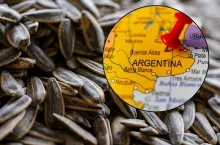 słonecznik z Argentyny