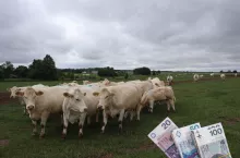 Prognozy cen dla rynku bydła