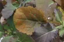 Bor w rzepaku: kiedy podać i dlaczego dawki muszą być dzielone