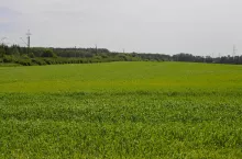 Mróz do –30°C i ulewy. Co z oziminami w Europie? Nowy raport KE - zdjęcie poglądowe