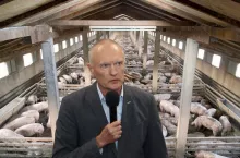  Droższy gaz i paliwo przez wojnę. Co stanie się z cenami świń? 