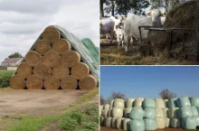 Ile kosztuje sianokiszonka, siano i słoma? Sprawdzamy ceny pasz w 2026