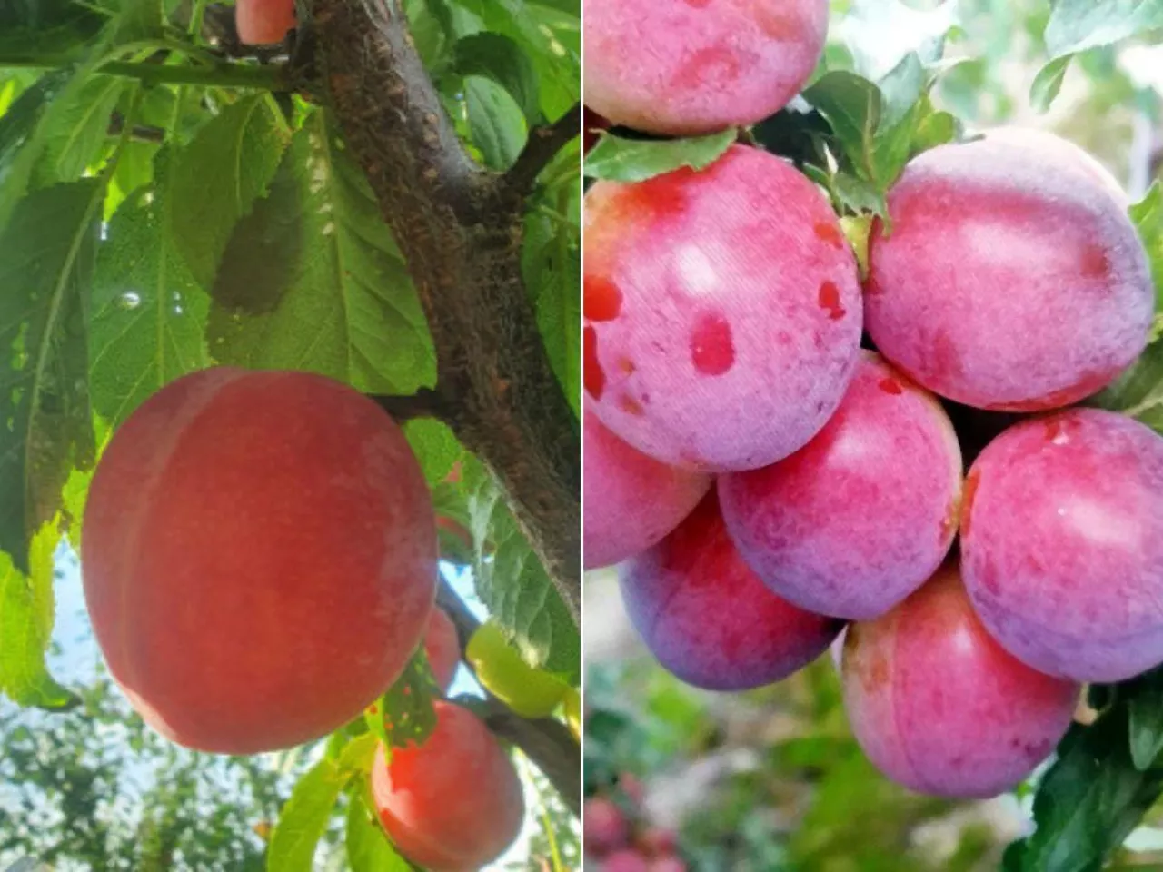 Mało znane śliwy wchodzą do ogrodów. Plon już po 2 latach - ja zrobiłam