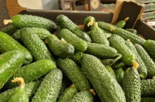 ogórki zielone