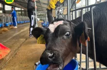 Kombinat Rolny Kietrz, krowa