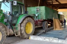 Jakie są dziś ceny zbóż i rzepaku w Polsce?