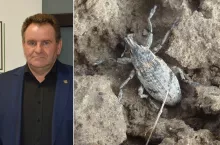 Buraki giną na polach. Rolnicy alarmują: to zagrożenie dla całej branży 