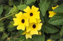 Thunbergia alata, bright yellow hairy flowers and green leaves, close up. 'Black-eyed Susan' vine or Clockvine is a herbaceous perennial climbing and flowering plant in the family Acanthaceae.