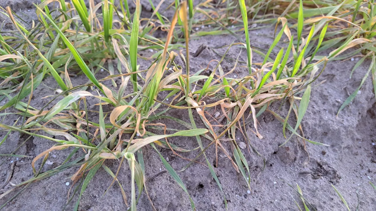 pszenica ozima susza kwiecień 2025