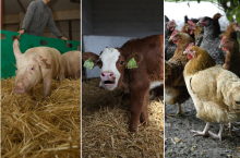 Świnia, cielę rasy miesnej oraz kury na wybiegu wolnym