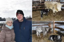 Znalazł przy krowie trzy cielęta. ”Byłem bardzo zdziwiony”