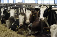 Dobrostan zwierząt: mija termin złożenia oświadczeń. Bez tego rolnik straci dopłaty