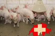 Rynek świń w Szwajcarii