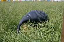 chowacz rzepak