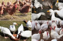 Zakup drobiu z legalnych źródeł