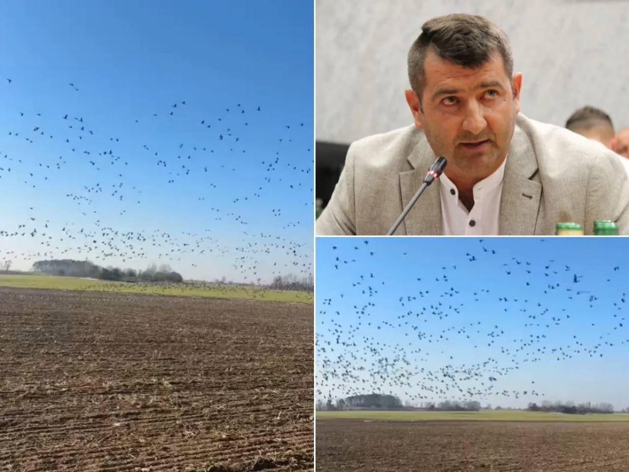 Naloty ptaków w Dolinie Biebrzy i Narwi