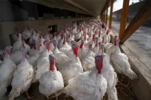 indyki rzeźne w kurniku