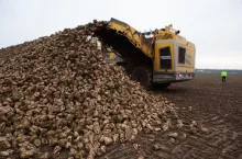 Zbiór buraków- wysypywanie na pryzmę